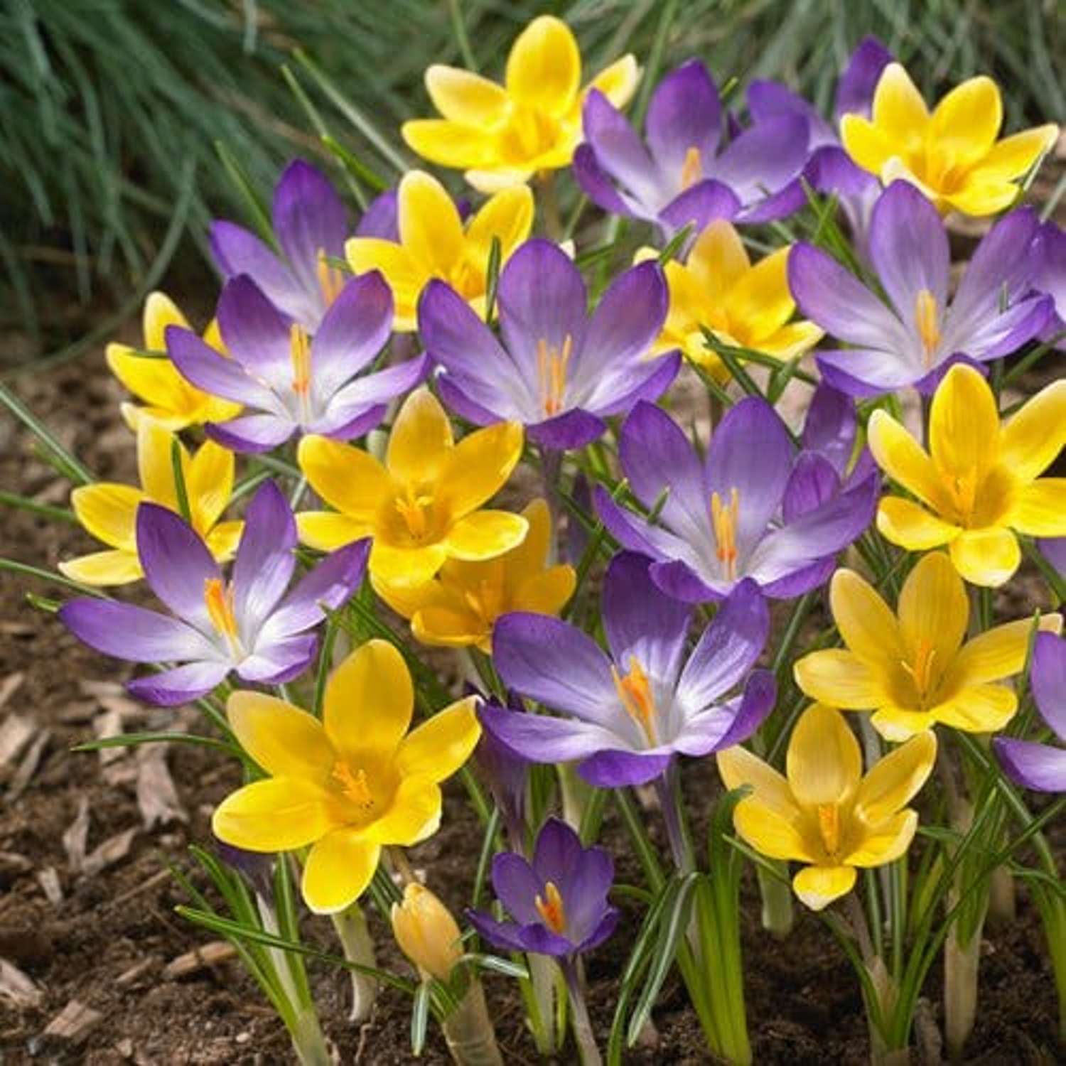 Mélange de crocus 'William'